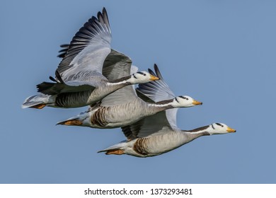 Three Geese Flying In Sync