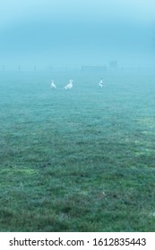 Three Geese In Misty Meadow.