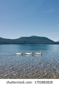 Three Geese Swimming At The Lácar Lake In Quila Quina