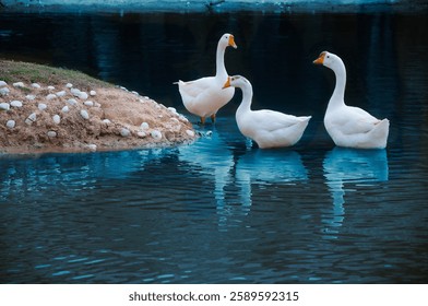 Three geese are wading in calm water while others rest on a nearby sandy bank. The sun casts a warm glow over the scene.