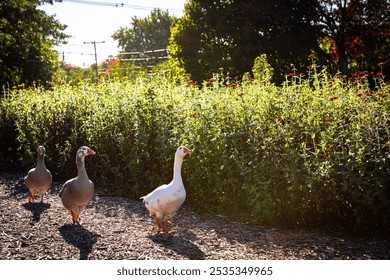 Three geese wander a sunlit farm path, with blooming flowers and lush greenery under the soft glow of afternoon light, capturing rural charm and nature's beauty. - Powered by Shutterstock