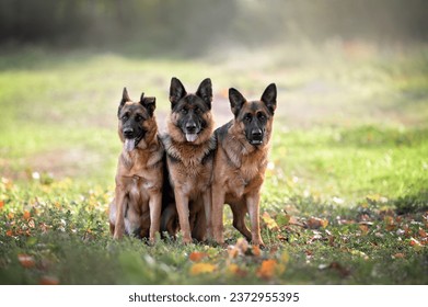 three german shepherd dogs posing together outdoors
