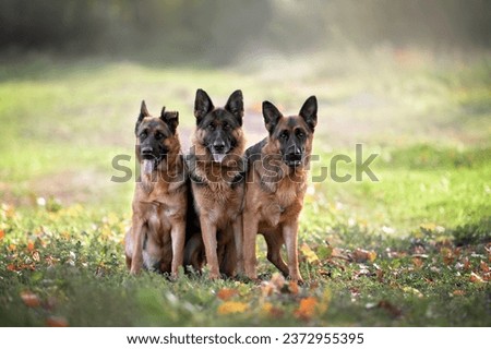 three german shepherd dogs posing together outdoors
