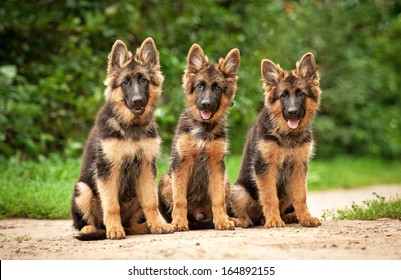 Three German Shepherd Puppies 