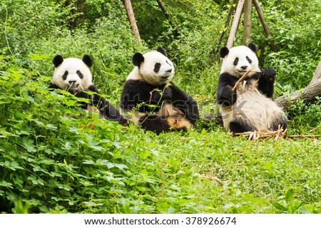 Three giant pandas has lunch, Giant Panda Breeding Research Base (Xiongmao Jidi), Chengdu, China
