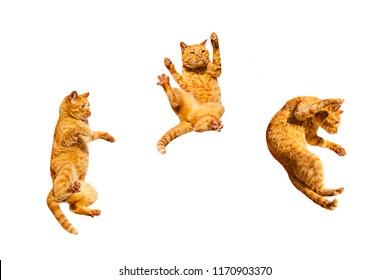 Three ginger flying cats isolated on a white background.