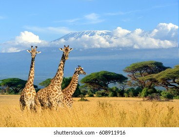 Три жирафа на фоне горы Килиманджаро в Национальном парке Кении, Африка