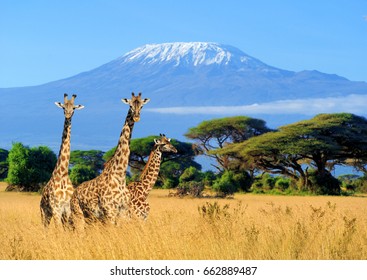 Three giraffe on Kilimanjaro mount background in National park of Kenya, Africa - Shutterstock ID 662889487