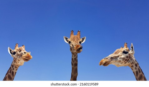 Three giraffes with blue sky as background color. Giraffe, head and face against a blue sky without clouds with copy space. Giraffa camelopardalis. Funny giraffe portrait