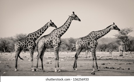 Three giraffes in sepia