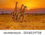 Three giraffes standing together while the sun sets behind them. Krueger National Park in South Africa.