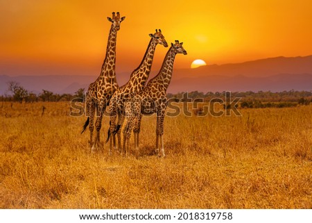 Three giraffes standing together while the sun sets behind them. Krueger National Park in South Africa.