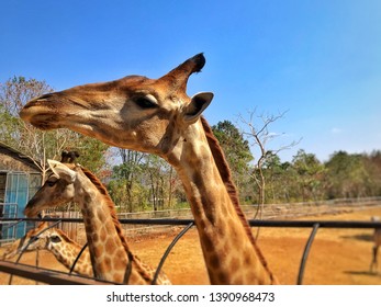 Three giraffes are waiting for human feeding their food.