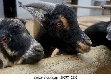 Three Goat Resting Faces On Fence.  Triplet Farm Animal In A Row Waiting Wide Eyed For Food Or Attention.  Black White And Brown Cute Mammals.