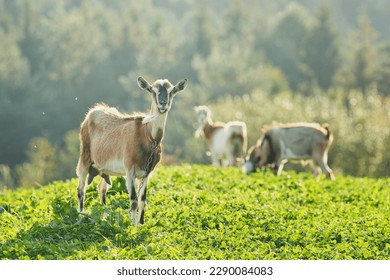 Three goats on a meadow in the mountains. Beautiful rural landscape.