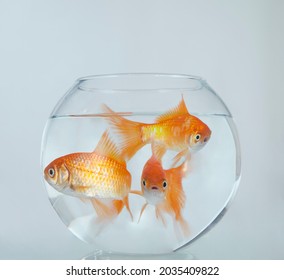 three golden  fishes diverge from each other in different directions with surprised eyes. female goldfish looking at the camera. tight space for a couple. family at home concept.
