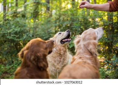 are golden retrievers outside dogs