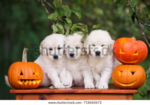 Three Golden Retriever Puppies Posing Pumpkins Stock Photo Edit Now 718660672
