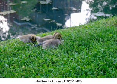 Three Goslings Resting By Pond. Baby Ducks Sleeping In Park. Ducklings And Baby Geese