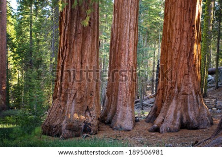 The Three Graces in Mariposa Grove of giant redwoods, Yosemite National Park, California.