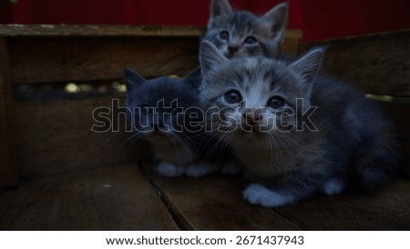 Three Gray Kittens Looking Up Inside a Wooden Box animals, cuteness capturing a cute and heartwarming moment of young cats in natural light