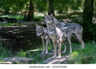 The Three Gray Wolf Pack