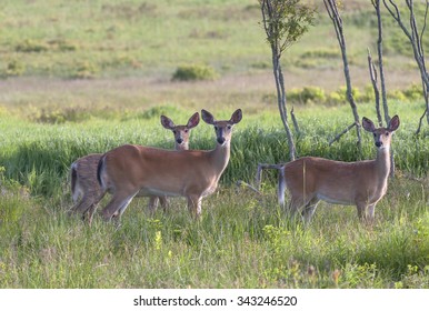 Three Grazing Does  Look Up From Eating When They Hear A Nearby Coyote Howling And Sense Danger