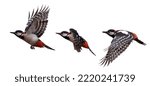 three great spotted woodpeckers in flight isolated on white background