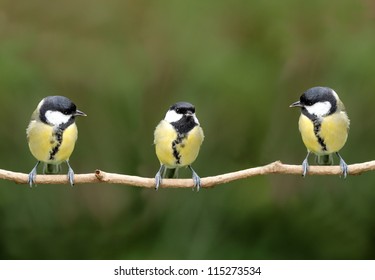 Three great tit birds on a twig - Powered by Shutterstock