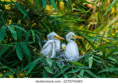 Three Great White Egret Chicks on the Nest in a green tropical forest. Cute baby birds are called Great Egrets, Great White Egrets, White Heron or Common Egret. Common egret has beautifull yellow beak