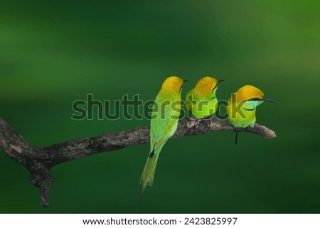 Three green bee eater are searching for food on a branch of a tree.