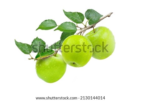 Three green granny smith apples hang on branch with green leaves isolated on white background.