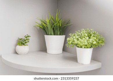 Three green house plants in white flowerpots on a shelf, interior design with flowerpots in a room interior, ikea style