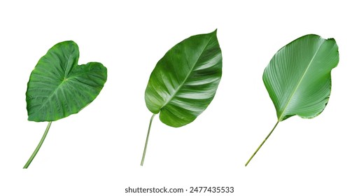 Three green leaves isolated on white background. - Powered by Shutterstock