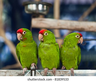 Three Green Parrot Birds