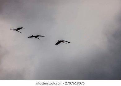 Three grey cranes fly in a triangular formation against light cloudy sky.