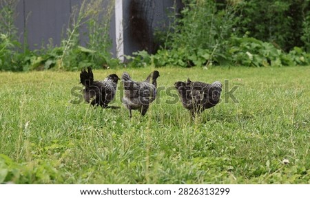 three grey hen pullets walking in grass