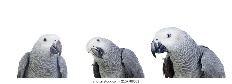 Three Grey Parrots Isolated On A White Background