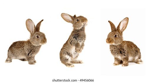 6,583 3 white rabbits Images, Stock Photos & Vectors | Shutterstock