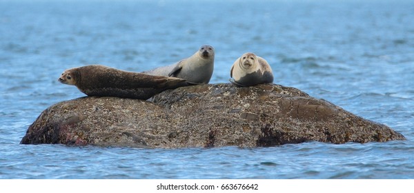 Three Grey Seals On Rock In Water