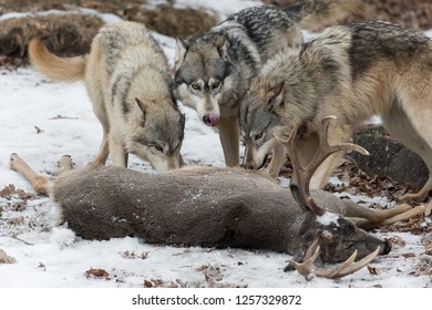 Three Grey Wolves Canis Lupus Noses Stock Photo (Edit Now) 1257329875