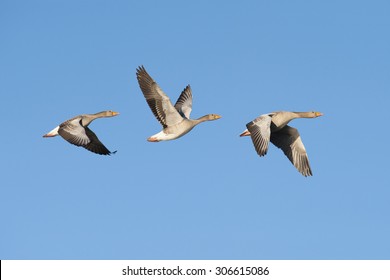 Three greylag geese flying in a row