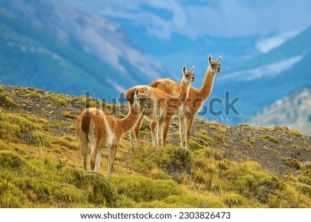Three guanacoes in Torres del Paine national park, Patagonia, Chile 