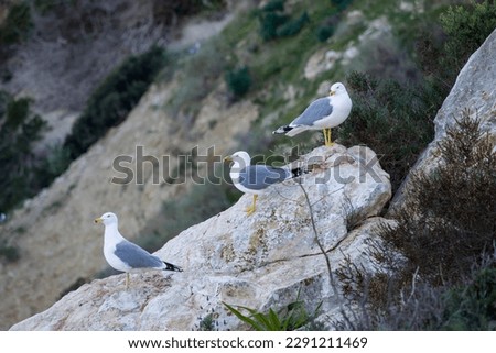 Three gulls Larus argentatus (European herring gull) on rock of Peñon de Ifach in Calpe, Spain