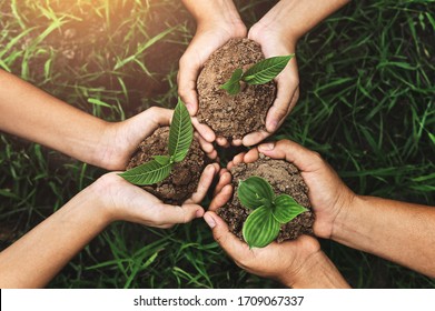 Three Hand Holding Young Tree For Planting. Nurture Environmental Concept