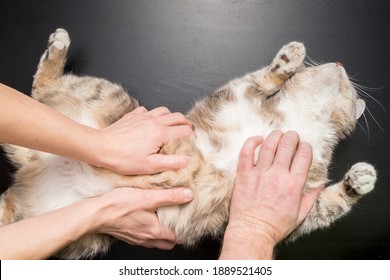 猫 なでる の画像 写真素材 ベクター画像 Shutterstock