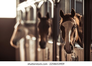 Three Happy Horses with Ears Forward Looking Out of Their Stalls in Beautiful Modern Stable. Equestrian Barn Life Theme.