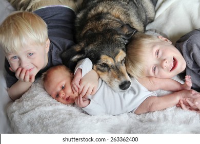 Three Happy Young Children, Including A Newborn Baby Girl, A Toddler, And Their Big Brother Are Laying In Bed Snuggling With Their Pet German Shepherd Mix Dog.