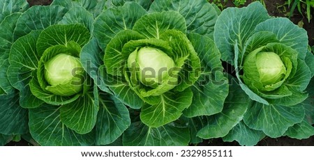 three heads of young cabbage with leaves on a bed on a garden plot close-up. The concept of growing eco-friendly food independently