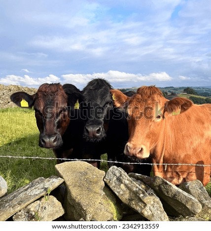 Three heifers black dark brown and light brown orange standing together with yellow tags in there ears in a calving field behind barbed wire and stone fence in the European rural country